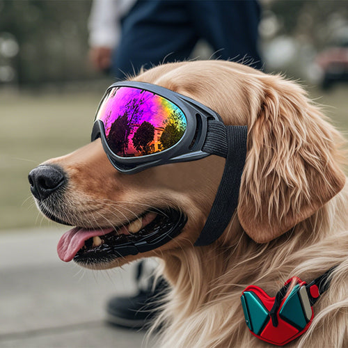 Occhiali antivento in plastica per cani